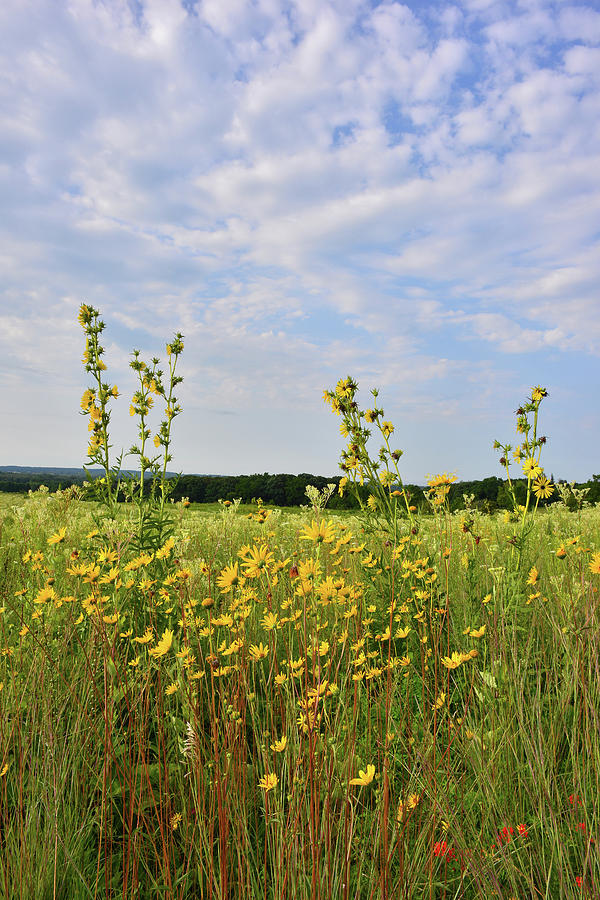 Wildflowers of Marengo Ridge Conservation Area Photograph by Ray Mathis