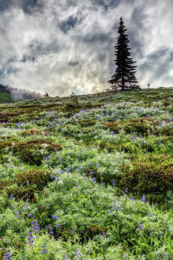 Wildflowers of Mount Rainier Photograph by Pierre Leclerc Photography
