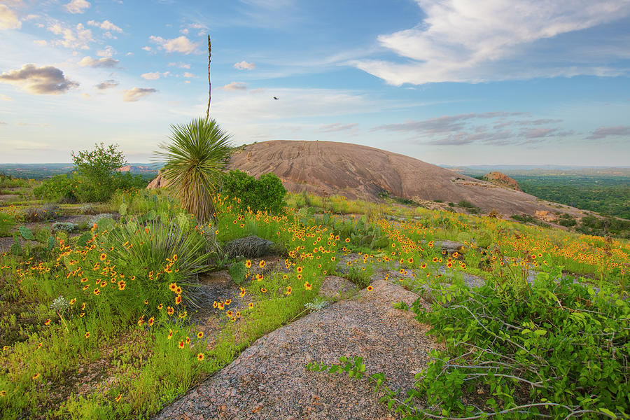 Wildflowers Of Texas At Enchanted Rock 1 Photograph