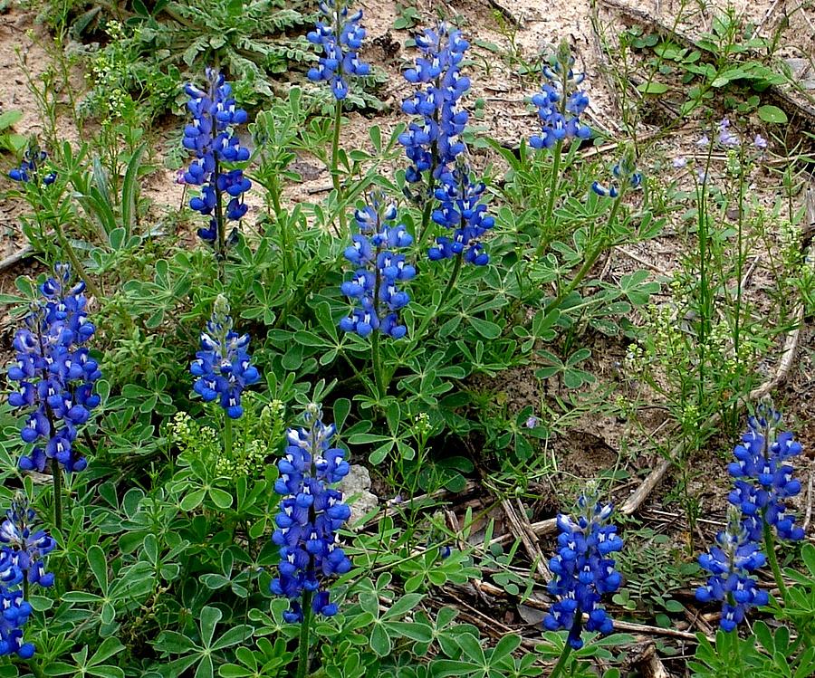 Wildflowers of Texas Photograph by Ofelia Uz - Pixels