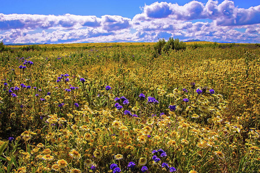 Wildflowers of the Carrizo Plain Superbloom 2017 Photograph by Lynn Bauer
