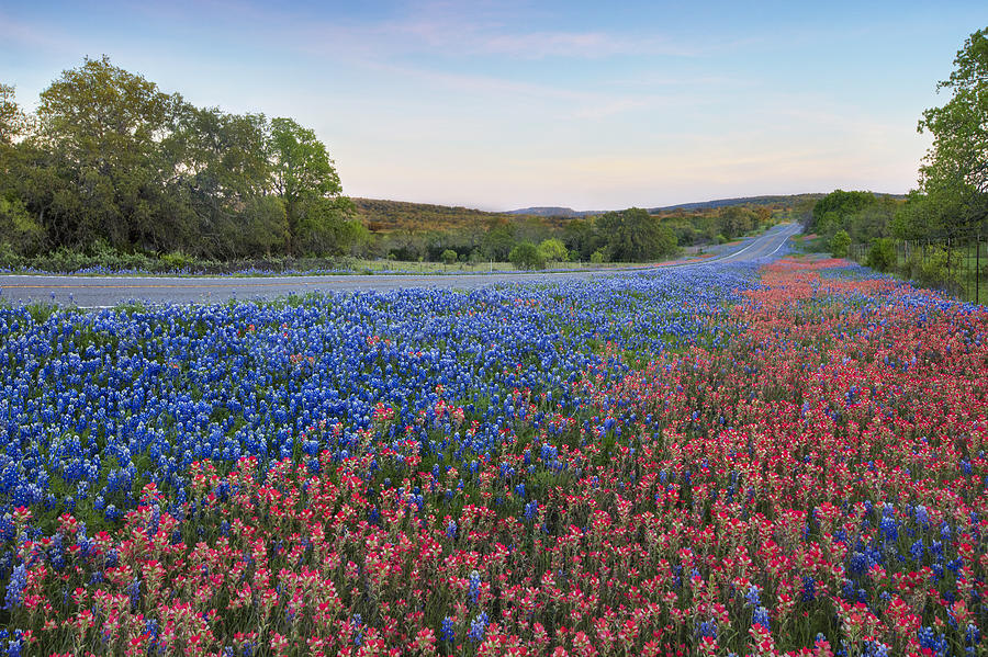 Wildflowers of the Texas Hill Country 1 Photograph by Rob Greebon