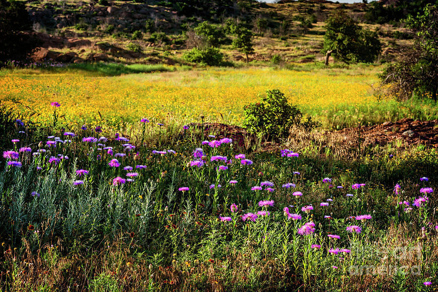 Wildflowers of the Wichita Mountains Photograph by Tamyra Ayles