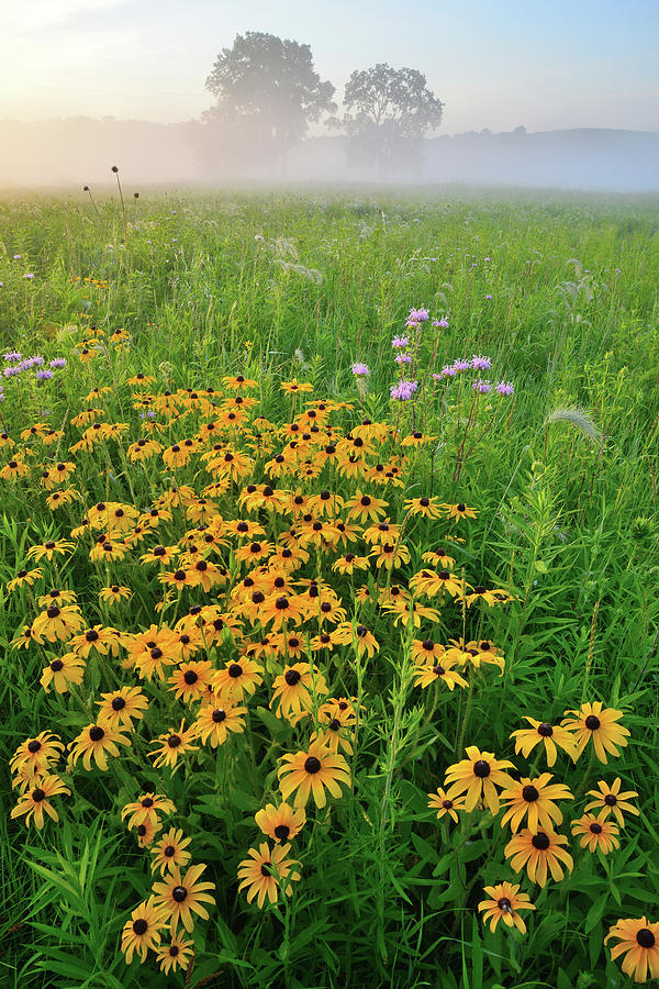 Wildflowers of West Glacial Park at Sunrise Photograph by Ray Mathis