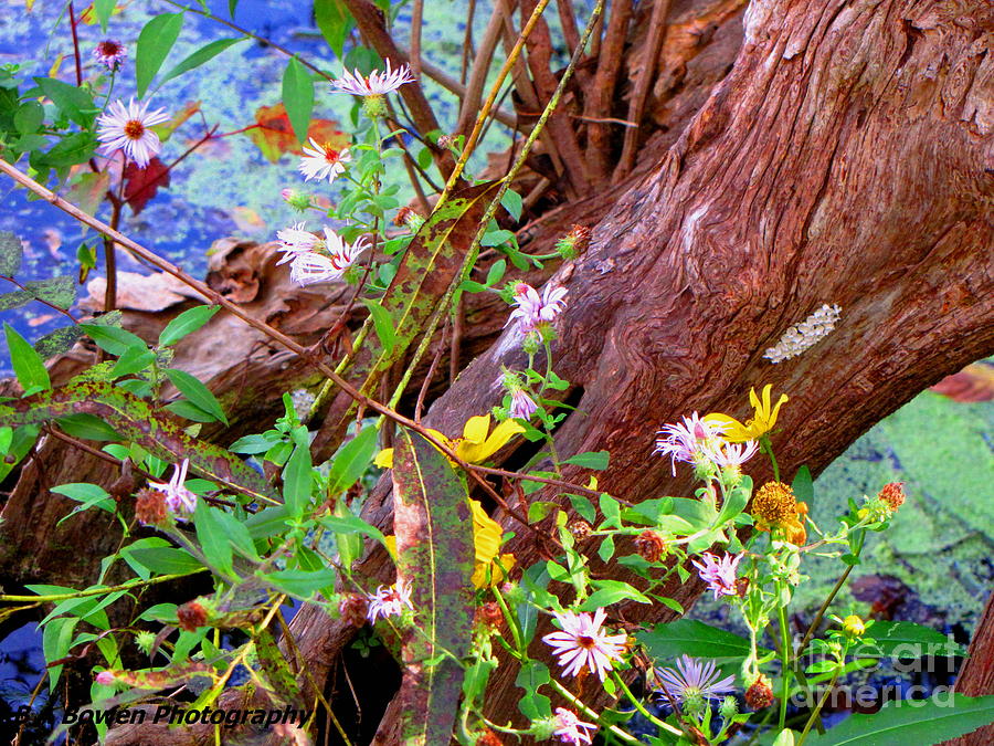 Wildflowers on a Cypress Knee Photograph by Barbara Bowen