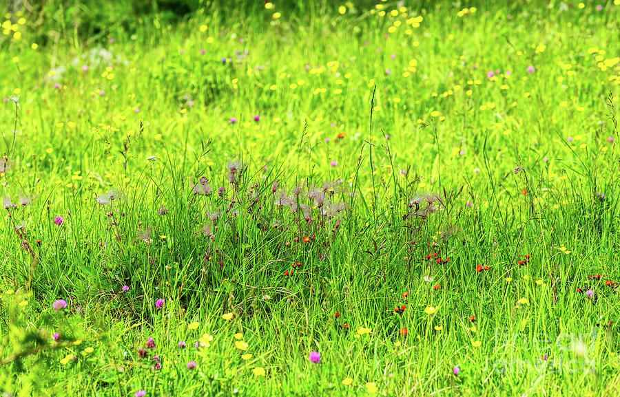 Wildflowers on a meadow Photograph by Les Palenik