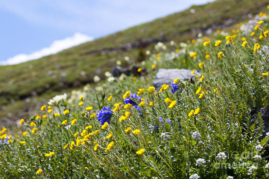 Wildflowers on Cottonwood Pass Photograph by Steven Krull