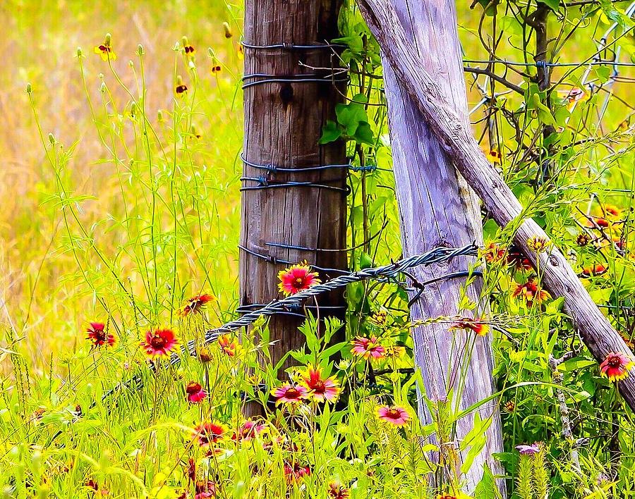 Wildflowers on Fence Post Photograph by Jeanie Mann
