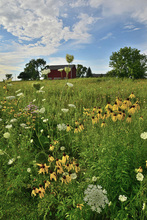Wildflowers on Midwest Farm Photograph by Ray Mathis