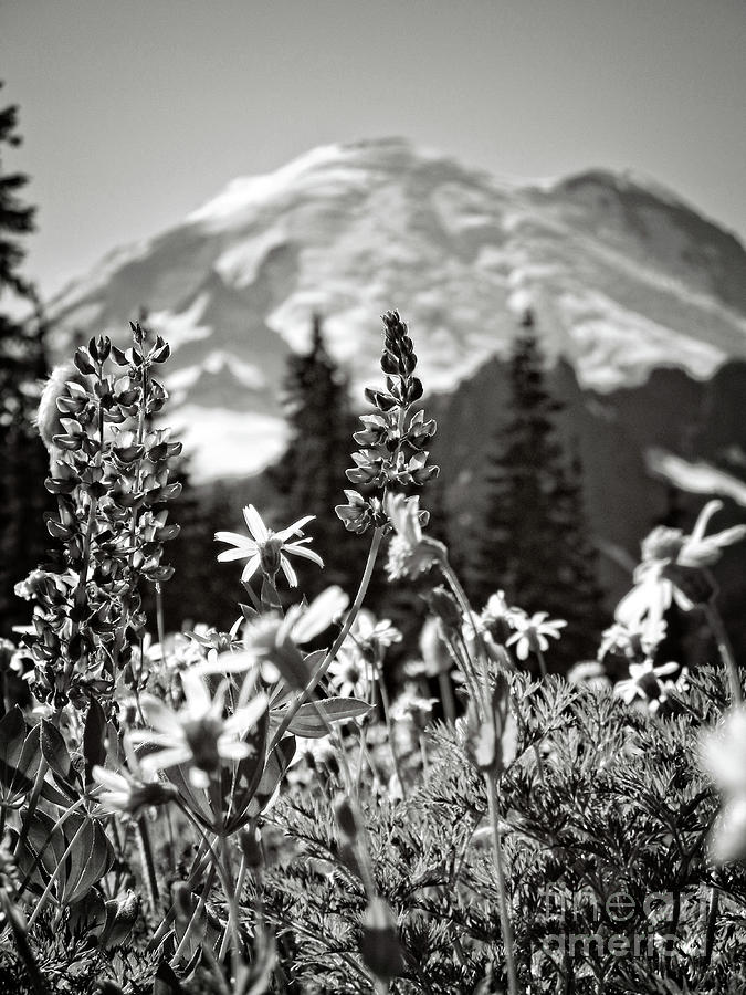 Wildflowers on Mount Rainier Photograph by Jim And Emily Bush