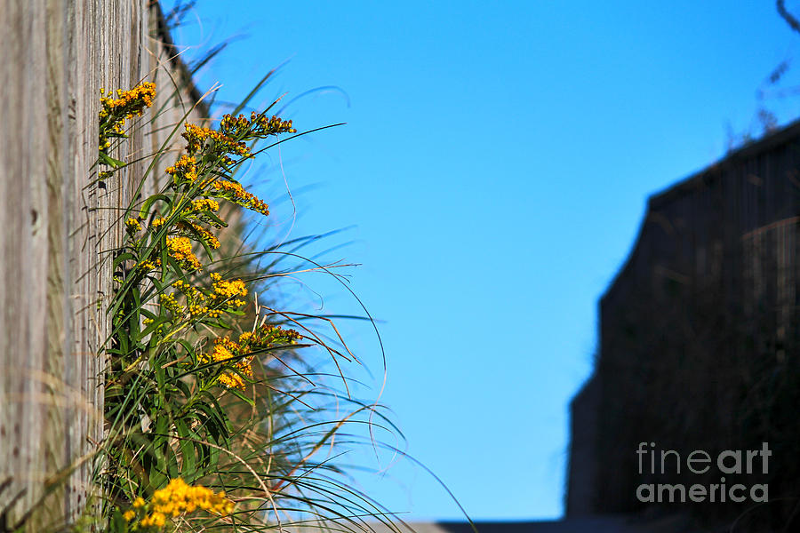 Beach Photograph - Wildflowers on the Dune by Karin Everhart