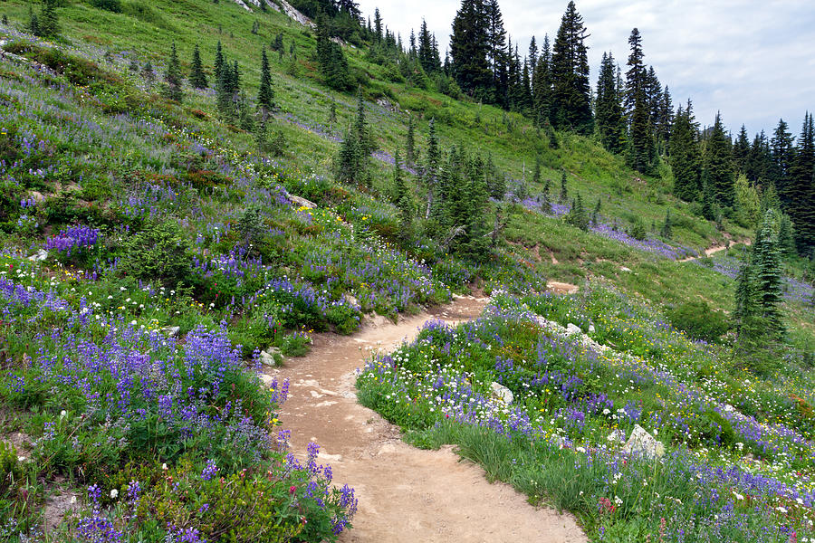 Wildflowers on the Natches Peak Loop Trail Photograph by Michael Russell