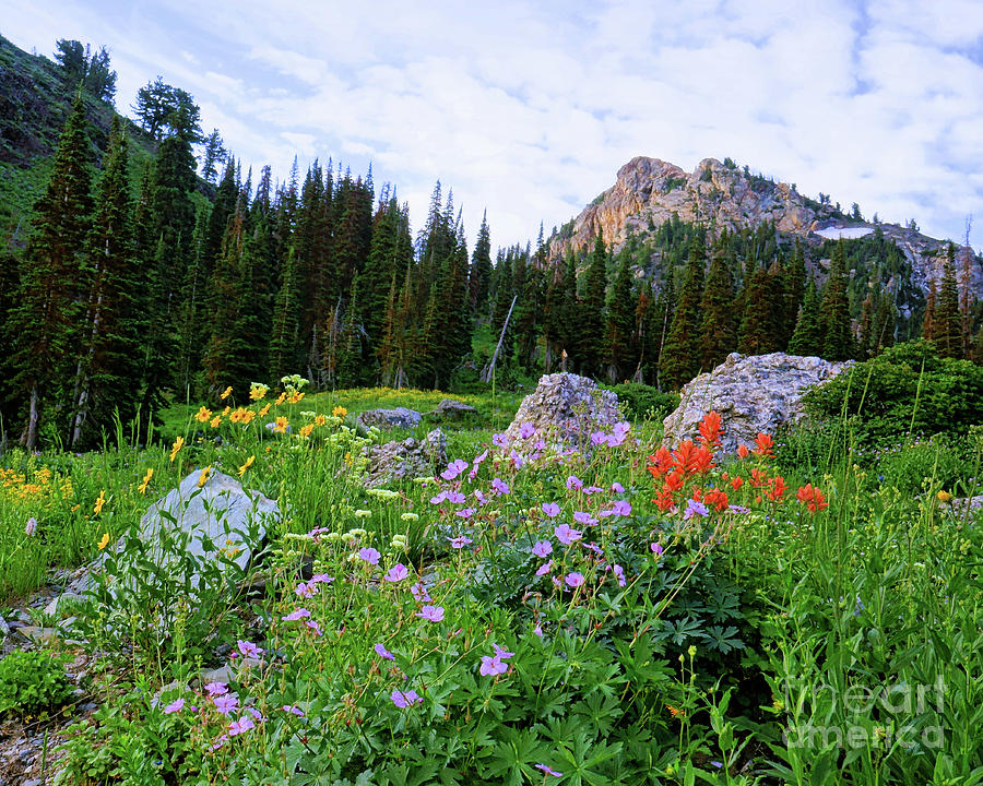 Wildflowers on the Peak Photograph by Roxie Crouch