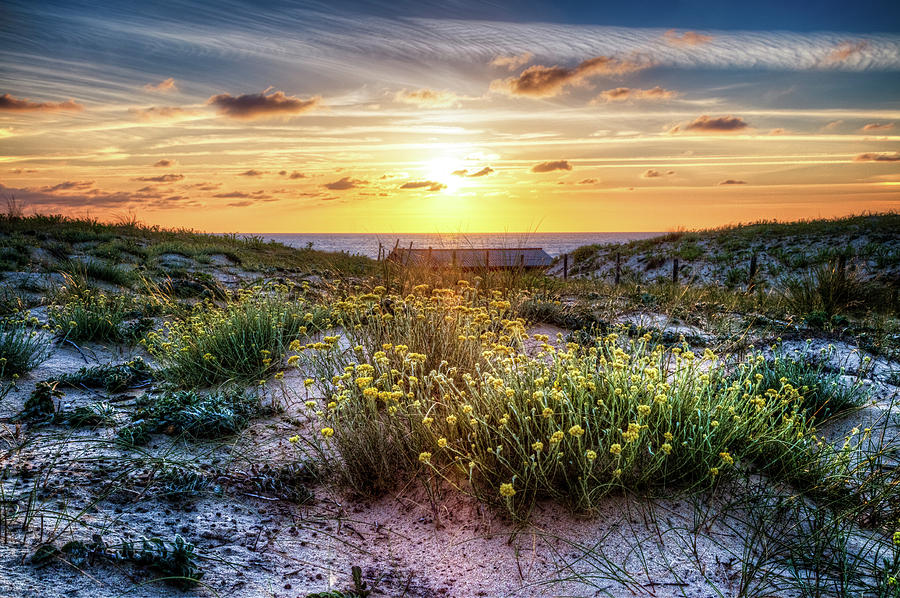Wildflowers on the Sand Dunes Photograph by Debra and Dave Vanderlaan