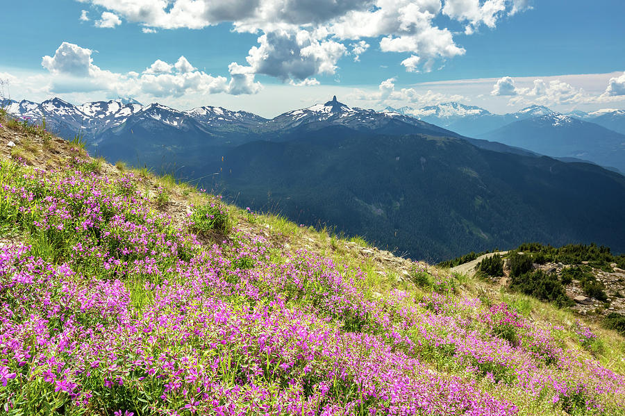 Wildflowers on Whistler Mountain Photograph by Pierre Leclerc Photography