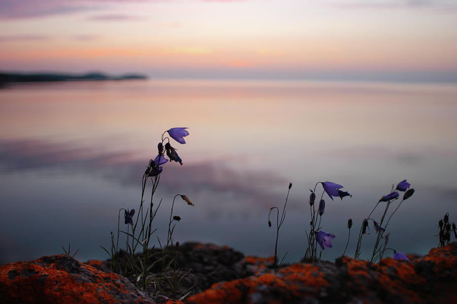 Wildflowers Over Lake Superior Photograph by Jane Melgaard