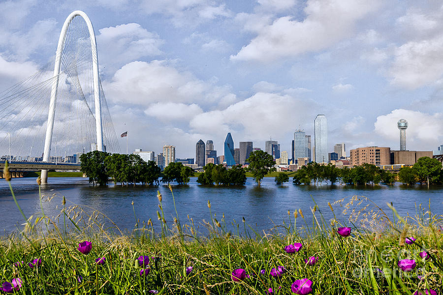 Wildflowers Overlooking Dallas Photograph by Tamyra Ayles