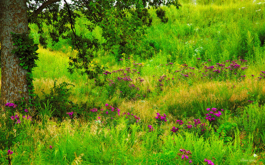 Wildflowers Prairie Photograph by Anna Louise