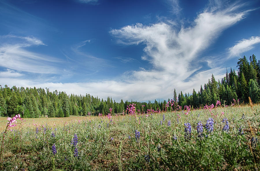 Wildflowers reach for the sky Photograph by Gaelyn Olmsted