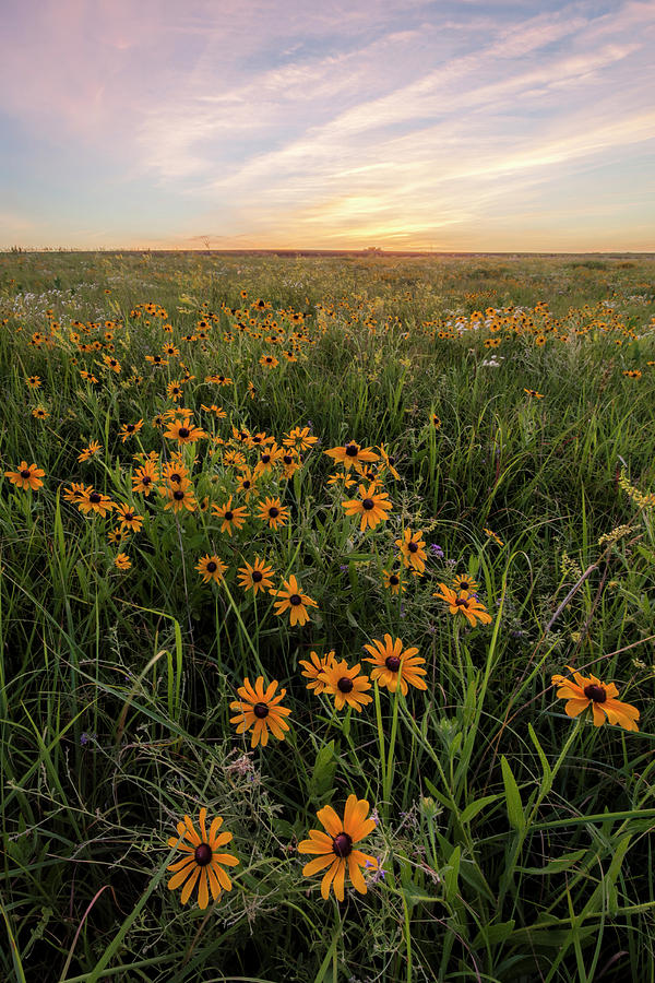 Wildflowers Photograph by Scott Bean