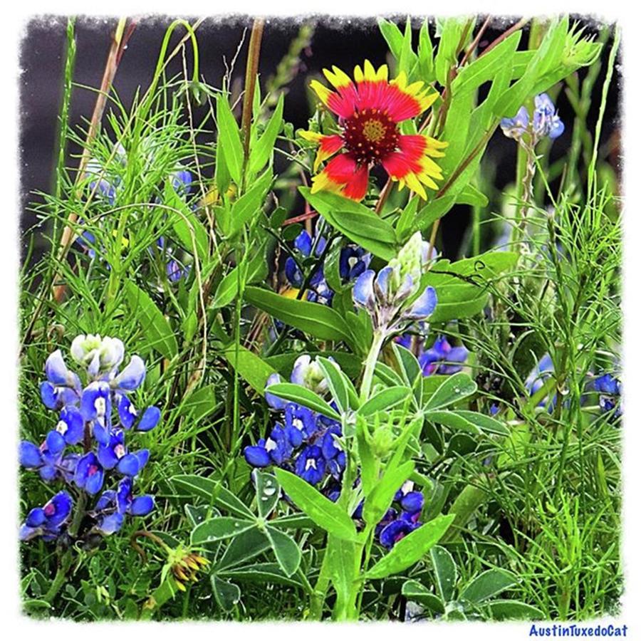 Nature Photograph - #wildflowers, #springtime, And #sxsw - by Austin Tuxedo Cat