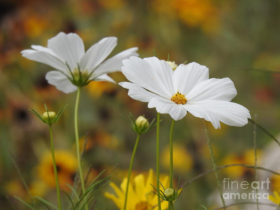 Wildflowers Sway In The Meadow Photograph