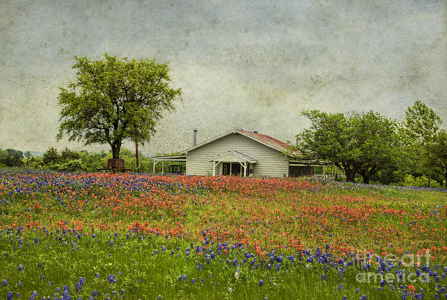 Wildflowers Texas Photograph by Elena Nosyreva