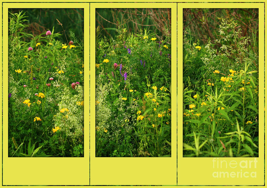 Wildflowers Through A Window Photograph by Smilin Eyes Treasures