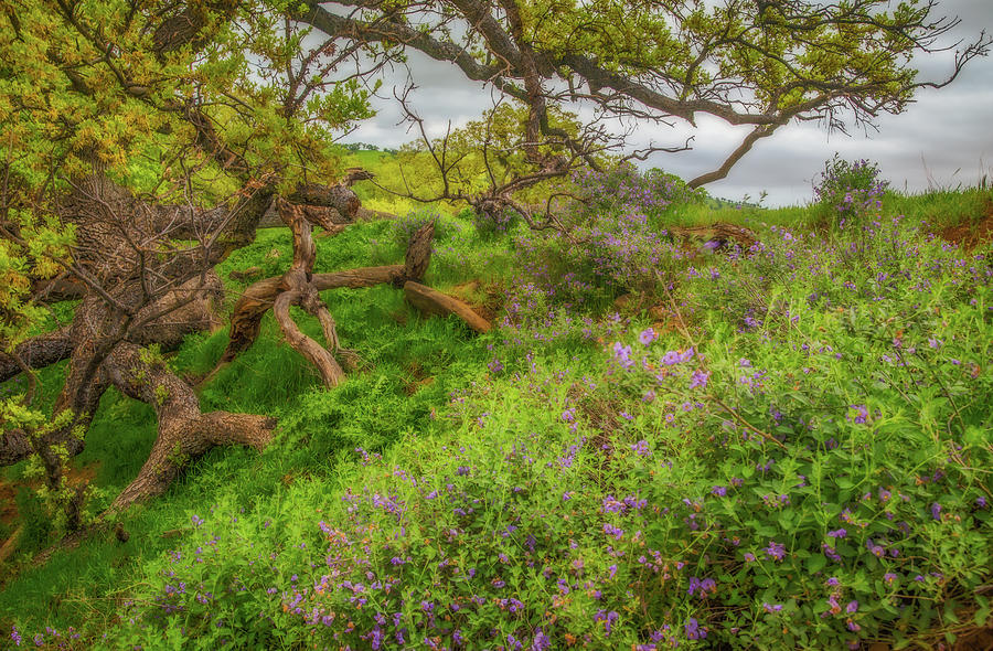Wildflowers Under Old Oak Photograph by Marc Crumpler