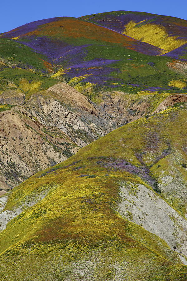 Wildflowers up the hills of Temblor Range at Carrizo Plain National Monument Photograph by Jetson Nguyen