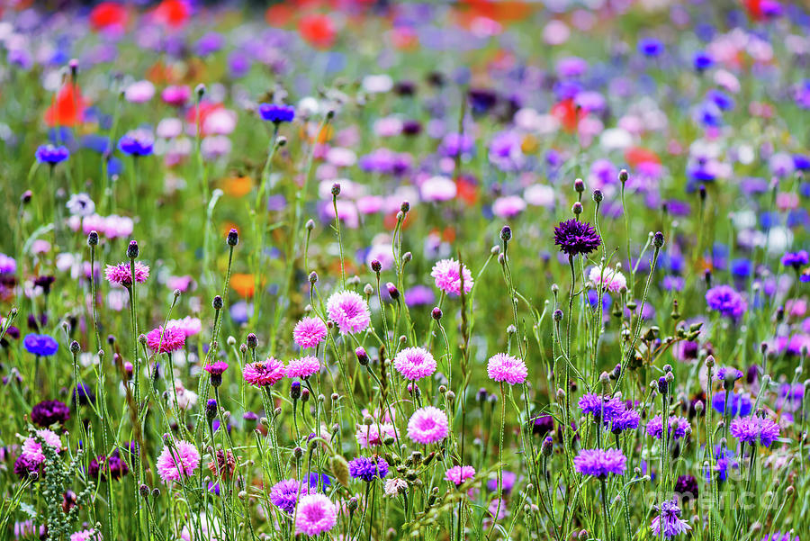 Wildflowers 1 Photograph by Viktor Birkus - Fine Art America