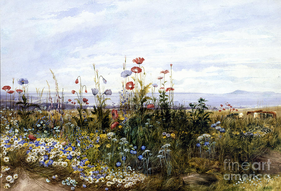 Wildflowers with a View of Dublin Dunleary Painting by Celestial Images