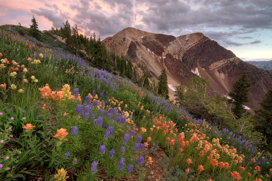 Wildflowers with Twin Peaks at Sunset Photograph by Brett Pelletier