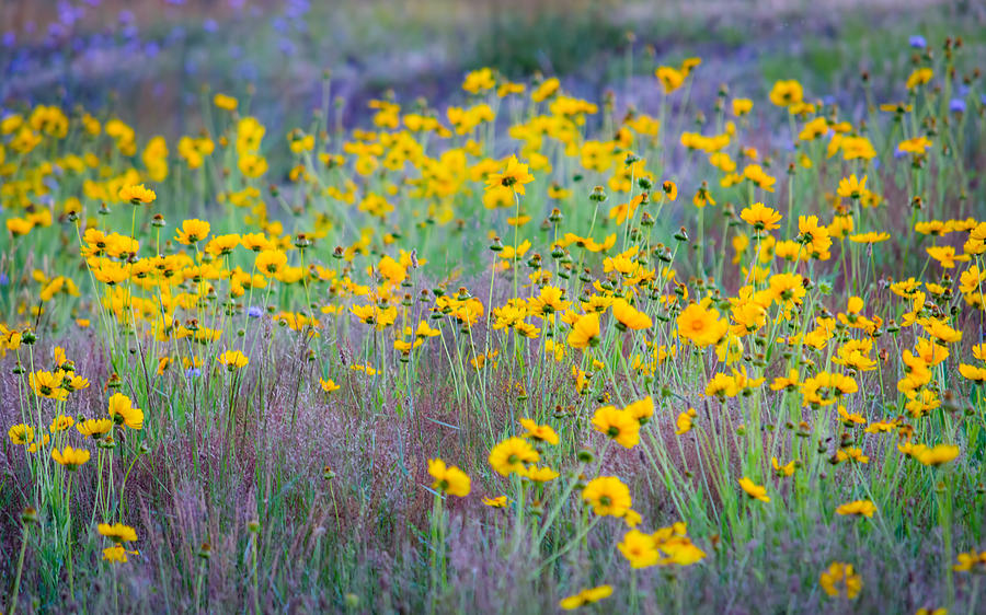 Flower Photograph - Wildflowers - Yellow and Purple by Black Brook Photography
