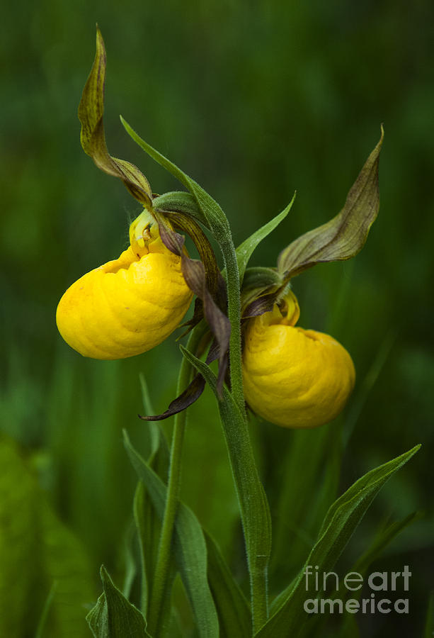 Wildflowers Yellow Lady Slipper Orchids 3 Photograph by Bob Christopher
