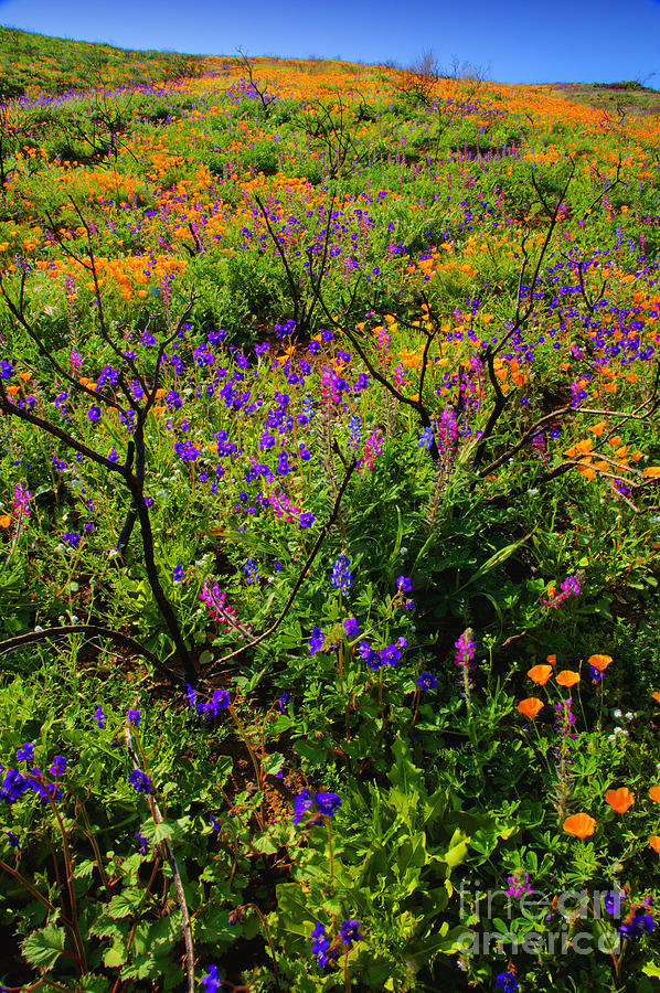 California Photograph - Wildflowerscape by Greg Clure California Photograph - Wildflowerscape by Greg Clure