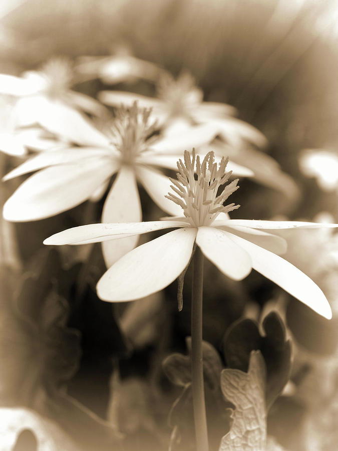 Wildflower...sepia Photograph by Tom Druin