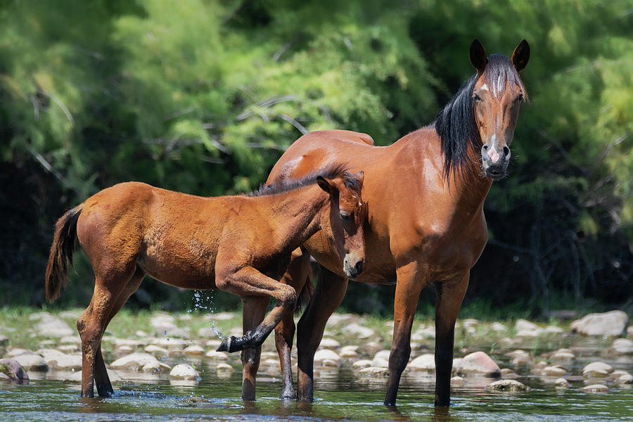 Wildhorses on the River  Photograph by Saija Lehtonen