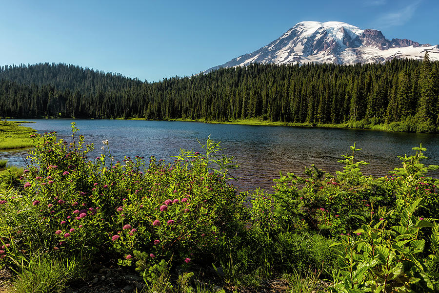 Wildlflower Color by Reflection Lake and Mt Rainier, No. 1 Photograph by Belinda Greb