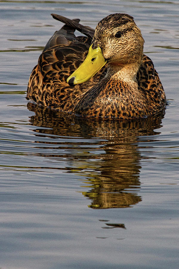 Wildlife Mallard Duck Photograph