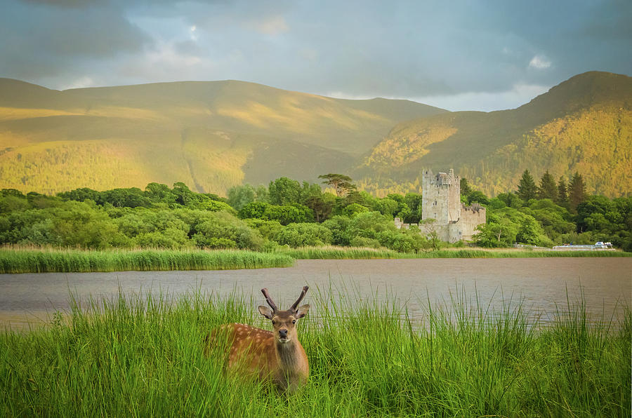 Killarney National Park County Kerry Ireland Landscape Photograph