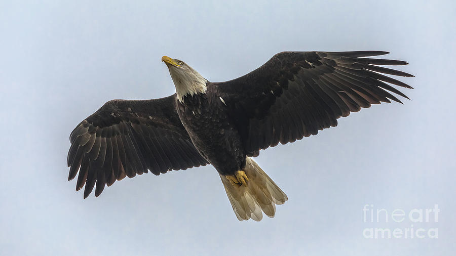 Wildlife Bald Eagle -2023 Photograph by Norris Seward