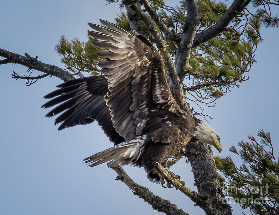 Wildlife Bald Eagle -8149 Photograph by Norris Seward