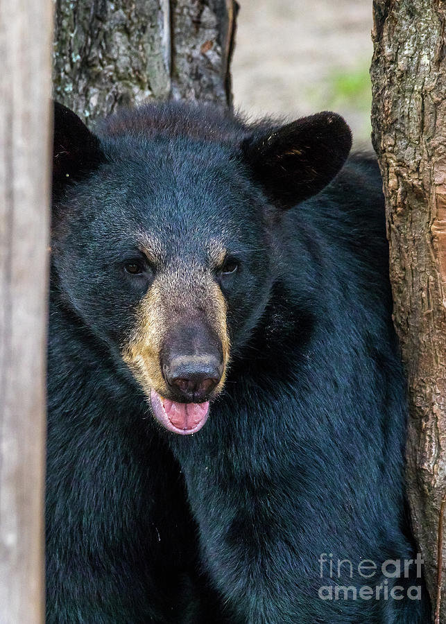 Wildlife Bear -1233 Photograph by Norris Seward