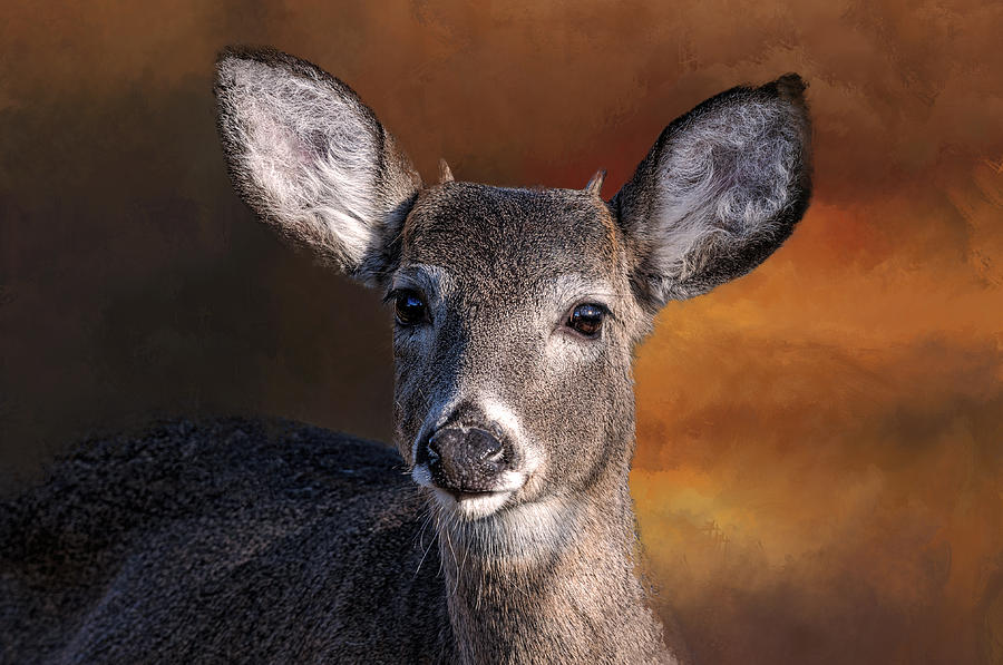 Deer Photograph - Wildlife - Button Buck - Deer by SharaLee Art