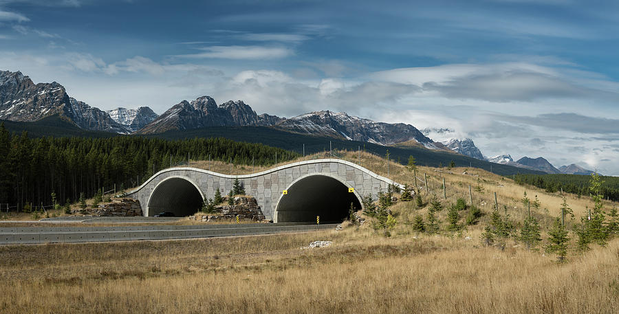 Wildlife Crossing Over The Trans Canada Highway Photograph