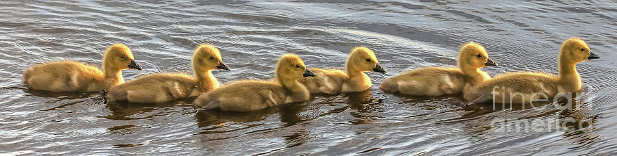 Wildlife Geese and Goslings-0627 Photograph by Norris Seward