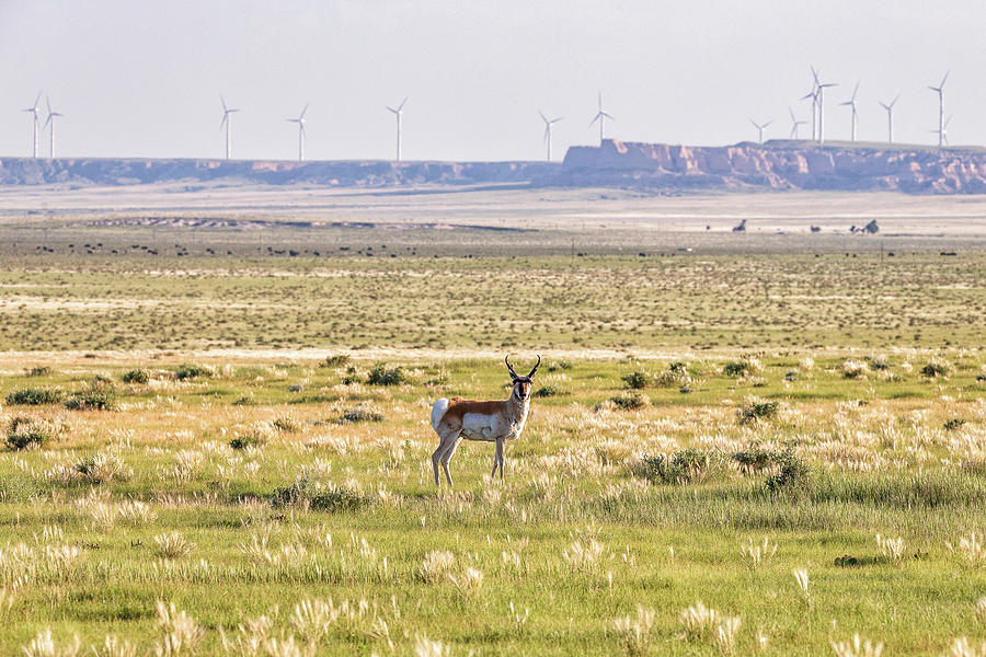 Wildlife Meets Wind Power Photograph by Tony Hake