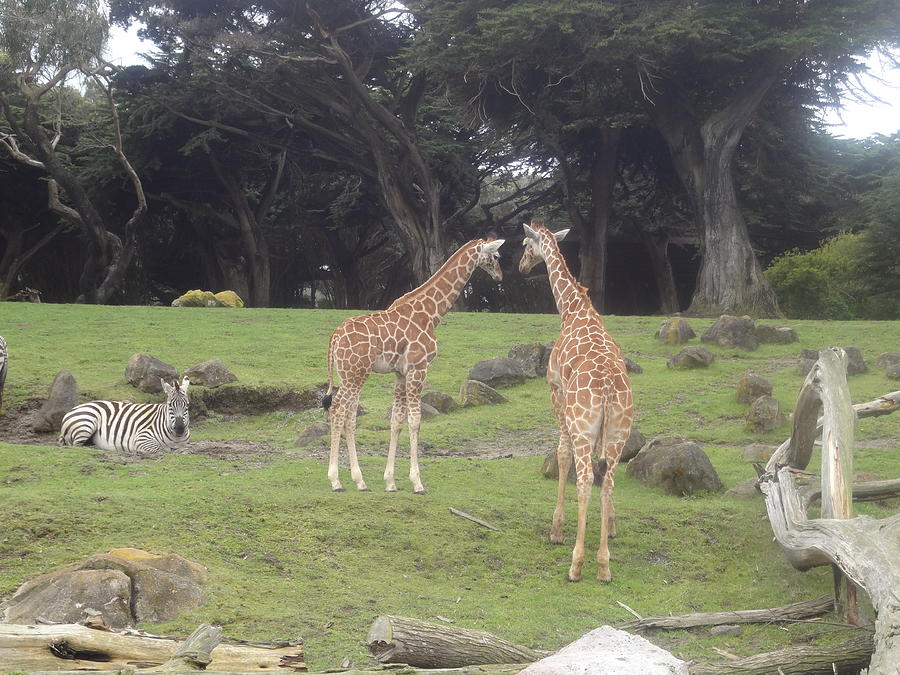 Giraffes And Zebra In The Mist Photograph