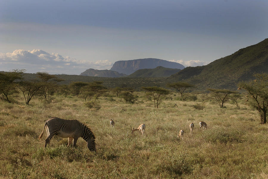 Wildlife of Samburu Photograph by Joseph G Holland